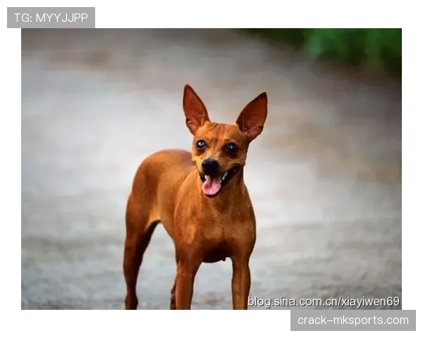 拉皮诺家的狗吃的都比我工资高